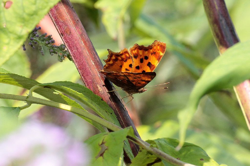 Polygonia c-album